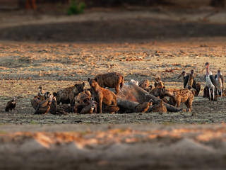 Spotted Hyena - Crocuta crocuta several hyenas and vultures feeding on the dead elephant in the...