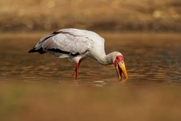 Yellow-billed Stork - Mycteria ibis also wood stork or ibis, large African wading stork species...