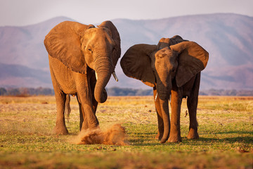 African Bush Elephant - Loxodonta africana pair of two elephants on the Zambezi riverside, Mana...