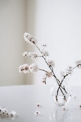 Apricot blossoms in a glass vase