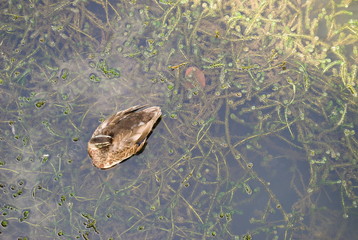 Pato visto de cima a dormir em ambiente natural, vista aerea, drone