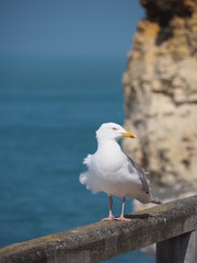 seagull standing in the wind