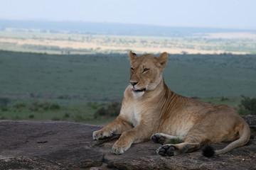 Lioness with view of massai mara
