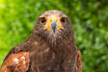 Frontview of the bay-winged hawk (Parabuteo unicinctus), looking straight to the camera on a green background