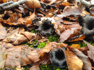 Craterellus cornucopioides nel sottobosco
