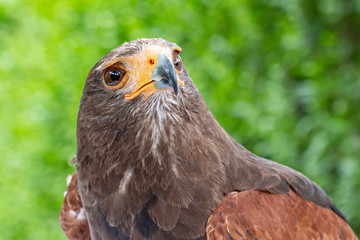 View of the bay-winged hawk (Parabuteo unicinctus), looking to the right on a green background