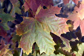Fototapeta na wymiar Beautiful photo of maple autumn leaves. Maple autumn leaves.
