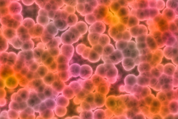 Shape of bacterial cell: cocci, bacilli, spirilla bacteria