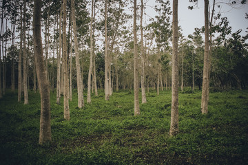 Fototapeta premium Rubber tree