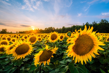 Fototapeta pola słoneczników jura krakowsko częstochowska obraz