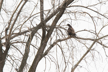 juvenile bald eagle in winter