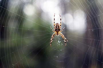 A spider waiting for a victim on its web