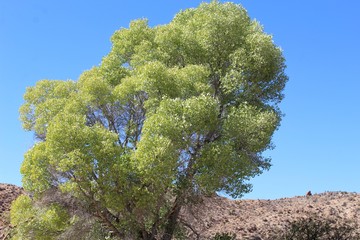 Cottonwood Spring of Joshua Tree National Park hosts one of the largest plants native to the Colorado Desert, botanically ranked as Populus Fremontii, and casually named Fremonts Cottonwood.