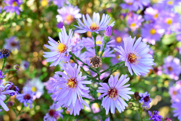 Obraz premium Bright autumn flowers lit by sunlight. Beautiful autumn flowers close up.