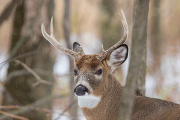  white-tailed deer (Odocoileus virginianus) in winter