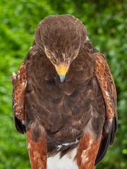 Front view of the bay-winged hawk, looking down on a green background