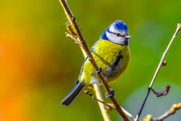 blue tit on a branch
