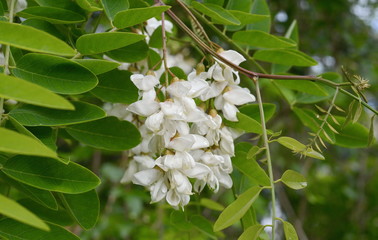 Abundant flowering acacia branch of Robinia pseudoacacia, false acacia, black locust close-up. Source of nectar for tender but fragrant honey. Locust tree blossom - Robinia pseudoacacia 