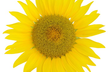 Beautiful light yellow sunflower isolated 