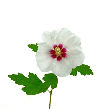 Hibiscus Flower, The Mallow Family, Malvaceae