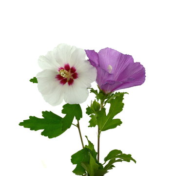 Hibiscus Flower, The Mallow Family, Malvaceae