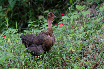  Polish Naked Neck hen