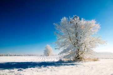Obraz na płótnie Canvas Windmill in Tree in Winter