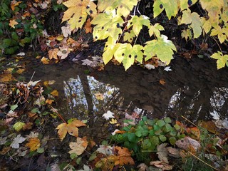 autumn leaves over a water spring 