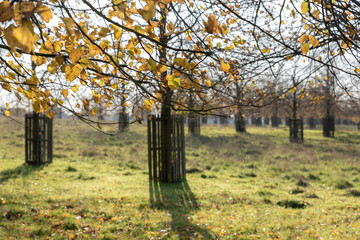 Populus trees and leaves in autumn