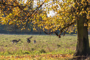 Deer stag and females in autumn park