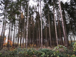 tree dying in forest