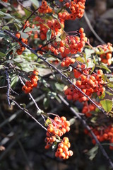 red berries of viburnum on branch in winter