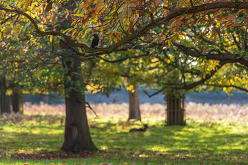 Jackdaw on a branch in a park