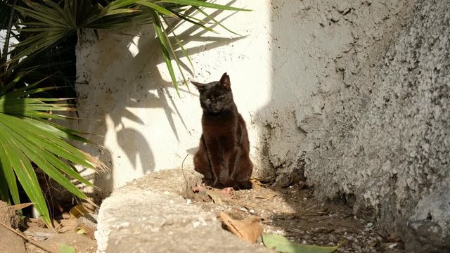 Portr&radic;&sect;t von Stra&radic;&uuml;enkatzen an einer illegalen Futterstelle in Puerto de la Cruz. Die Katzen sind m&radic;&ordm;de. Auf Teneriffa gibt es f&radic;&ordm;r streunende Katzen von Privatleuten eingerichtete Futterstellen.