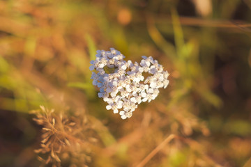 Heart shaped flowers. Love sign with white wildflowers growing on nature