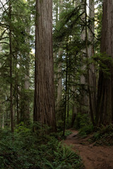 tall trees, trail in the woods