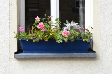 Blue Window Box with Flowers & PLants  6342-042