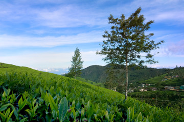 Tea Plantation in Sri Lanka