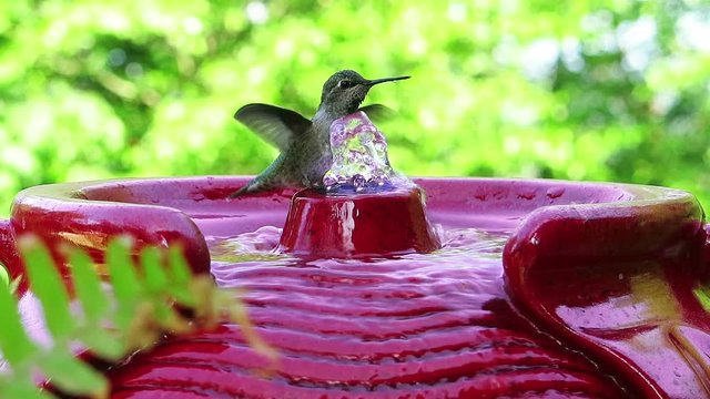 Hummingbird taking a bath in fountain
