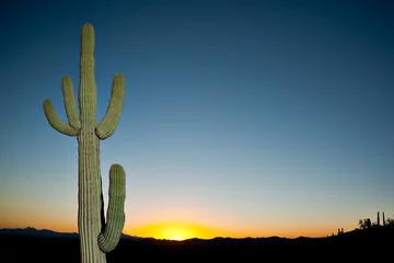 Foto op Canvas A saguaro cactus with sky in the background © Wes