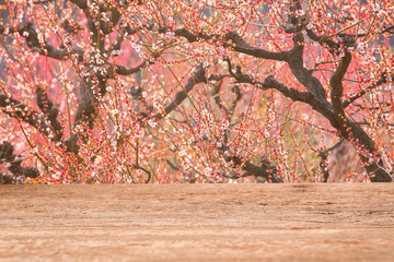 Wood table top on cherry blossom background in Japan