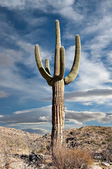 A saguaro cactus with sky in the background
