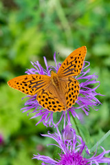 Silver-washed fritillary (Argynnis paphia)
