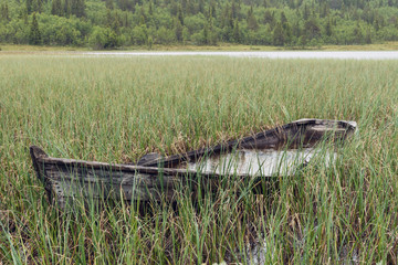 Old and weathered wooden boat wreck in the green reed outdoors during rainy weather. Sunken and...