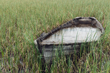 Old and weathered wooden boat wreck in the green reed outdoors during rainy weather. Sunken and...