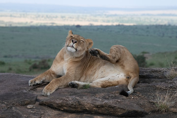 Lioness scratching