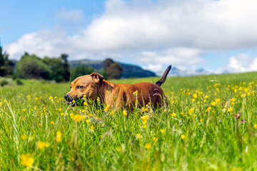 Happy Staffordshire bullterrier playing outdoors with stick in beautiful landscape environment during summertime. Yellow dandelions, green fields and mountains in the background with blue sky. 