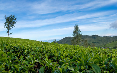 Fototapeta na wymiar Tea Plantation in Sri Lanka