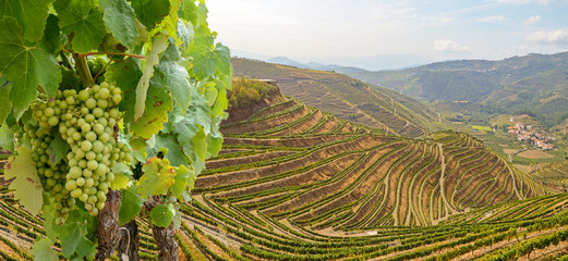 Vineyards with red wine grapes for Port wine production in winery near Douro valley and Duero river, Peso da Regua, Porto Portugal - obrazy, fototapety, plakaty