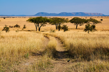 Fototapeta na wymiar Dirty road in the African savannah.
